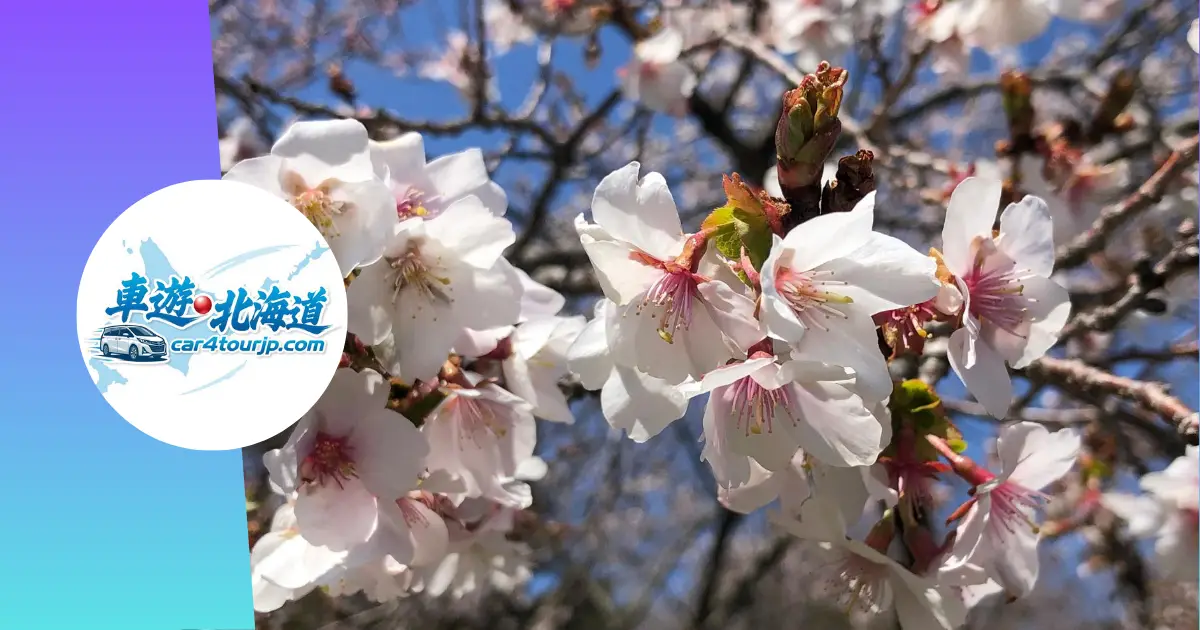 【2026 北海道賞櫻全攻略】從函館五稜郭到札幌神宮，五大必訪櫻花名所與追櫻秘訣