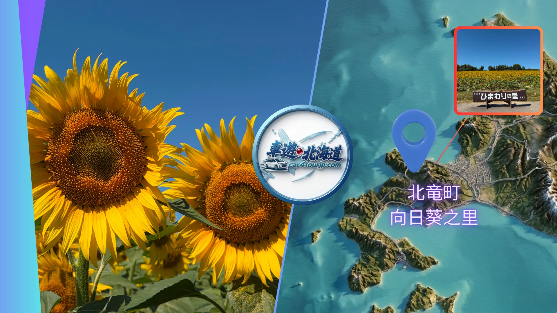 北海道北竜町向日葵之里夏季金黃花海絕景與包車一日遊。車遊．北海道 car4tourjp.com