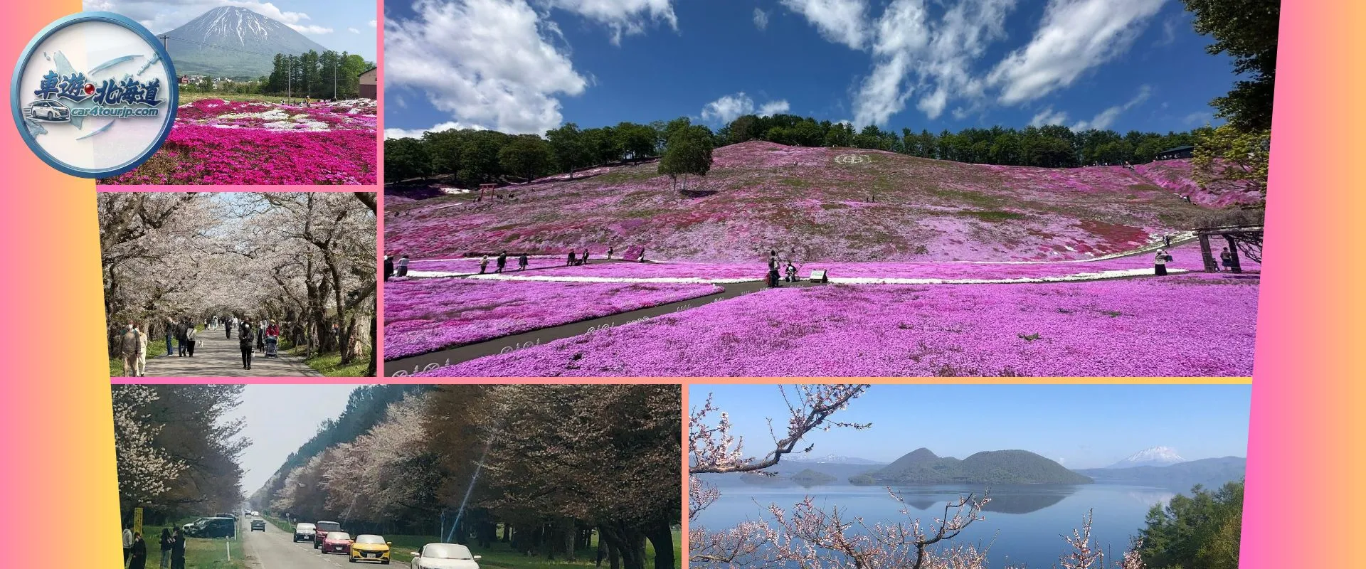 北海道賞櫻包車推薦靜內二十間道路櫻花隧道、札幌、函館櫻花，5月中旬芝櫻與春季私人專車一日遊絕景。