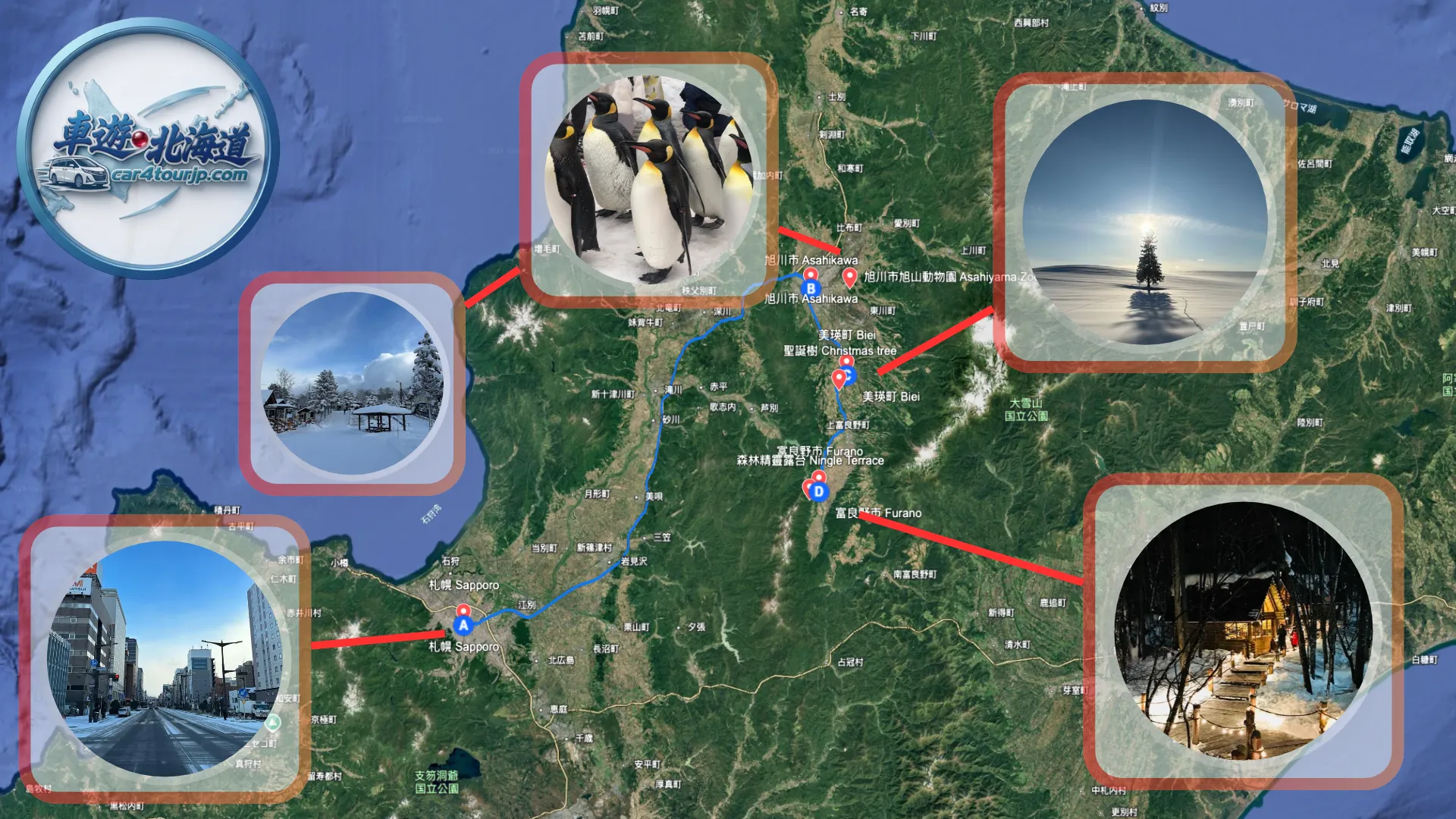 [Asahikawa & Biei & Furano Winter Tour] Asahiyama Zoo Penguin Walk, Biei Christmas Tree & Ningle Terrace 10-Hour Private Charter
